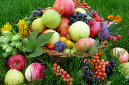 Год семьи. «Августины»: фестиваль ягод и фруктов. 