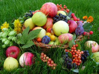 Год семьи. «Августины»: фестиваль ягод и фруктов. 